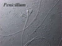 Penicillium